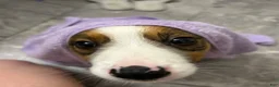 Mixed Breed dogs for sale: Mixed Breed 1 - Ad 2