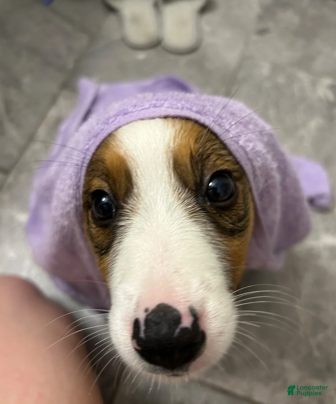 Mixed Breed dogs for sale: Mixed Breed 1 - Ad 2