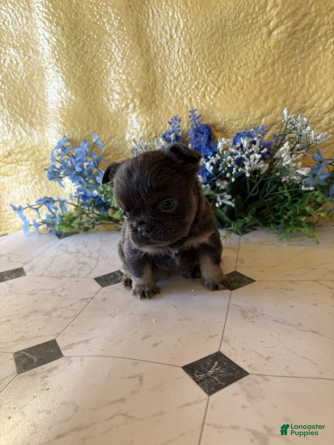 French Bulldog dogs for sale: French Bulldog Puppy 4 Annie - Ad 3