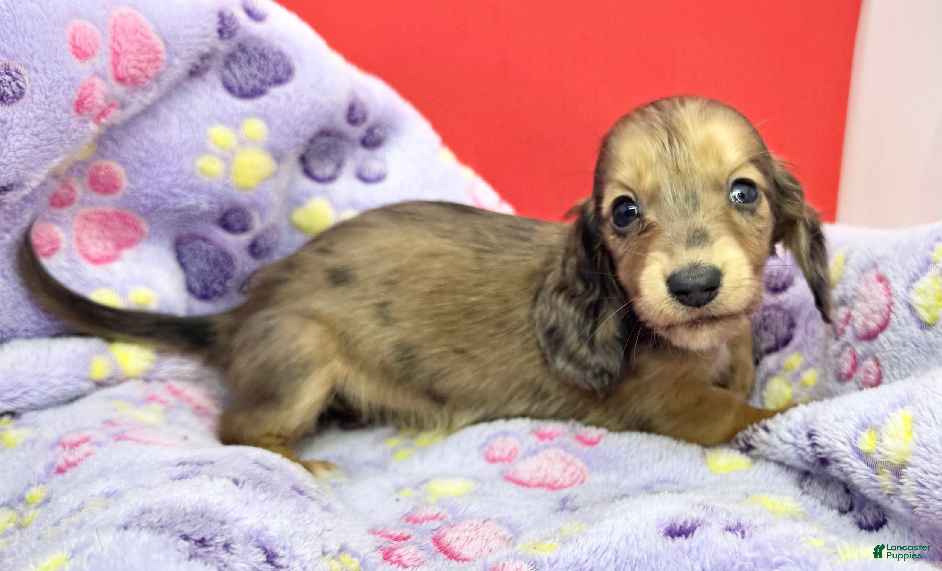 Miniature Dachshund dogs  dapple - Ad 23