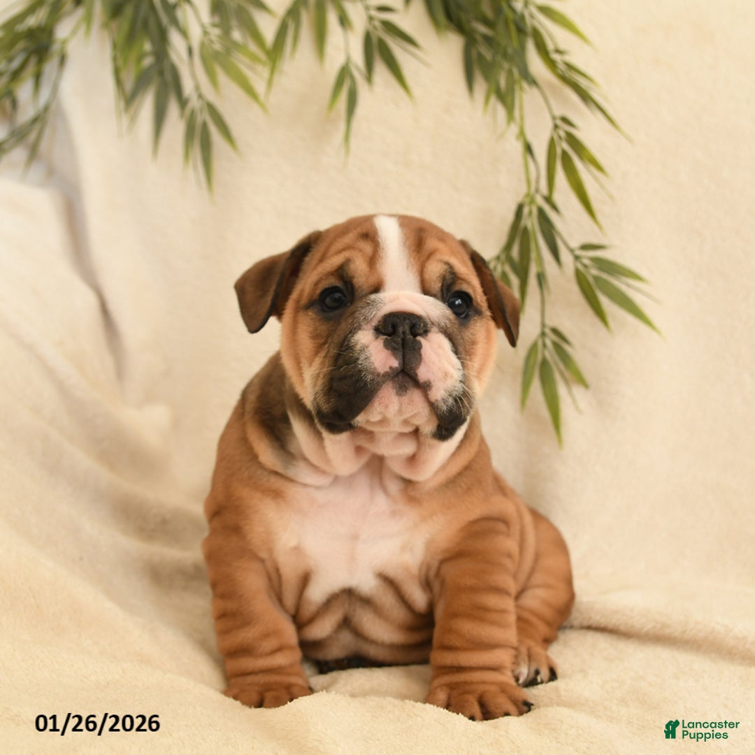 English Bulldog dogs for sale: Bella   - Ad 4