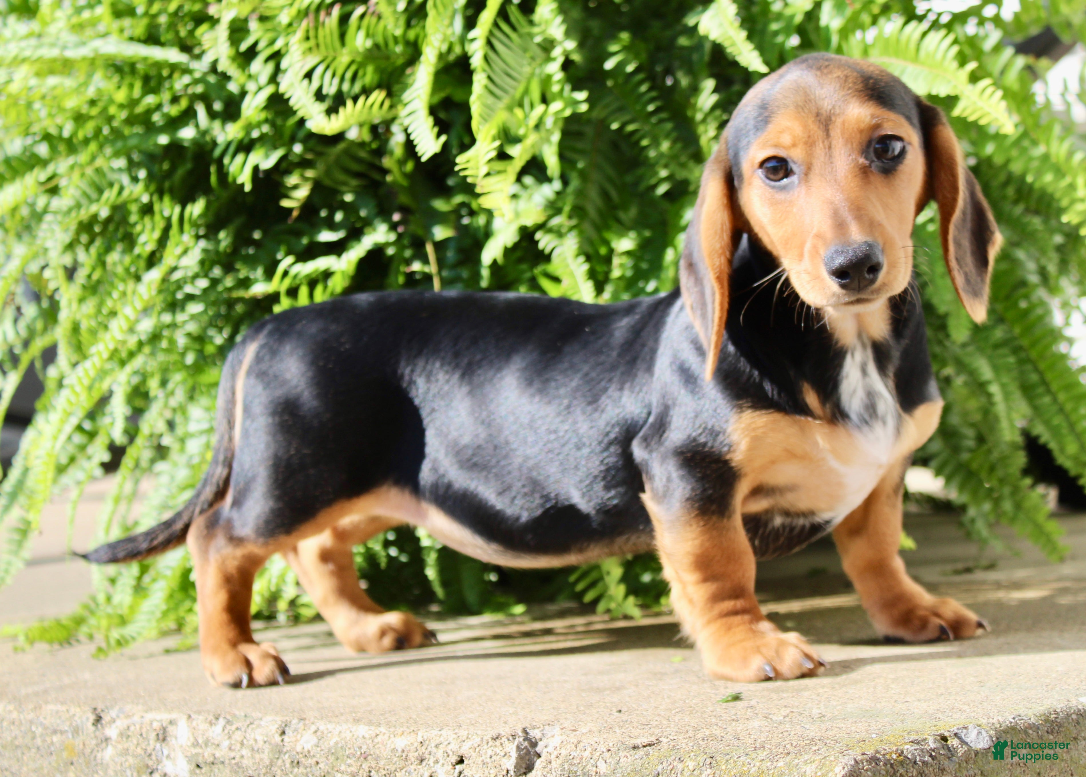 Miniature Dachshund dogs Marla - Ad 2