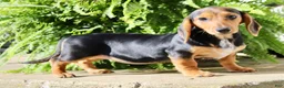 Miniature Dachshund dogs for sale: Marla - Ad 2