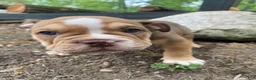 Mixed Breed dogs for sale: Tank - Ad 2