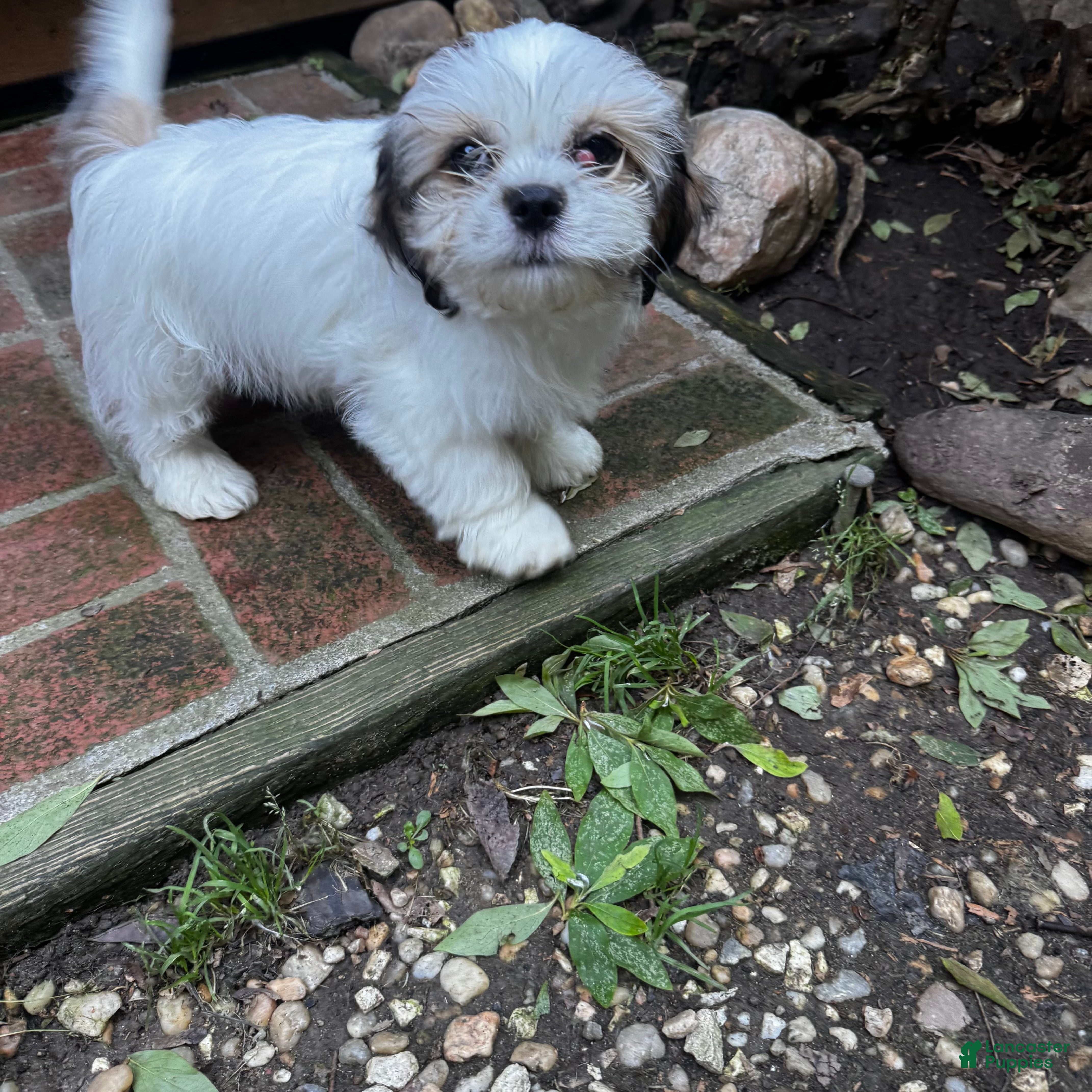 Shih Tzu dogs for sale: Jin - Ad 2