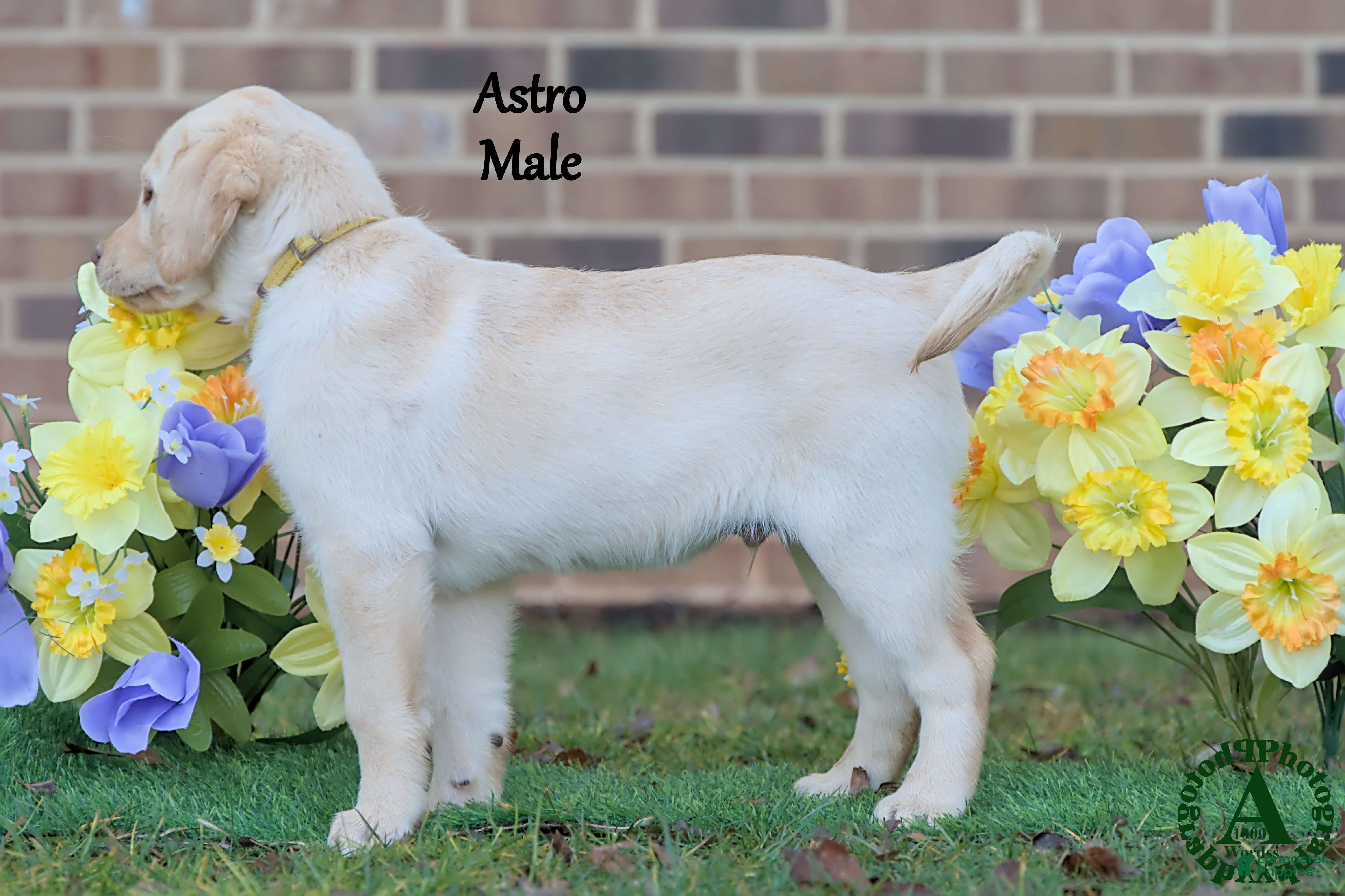 Labrador Retriever dogs Astro - Ad 2