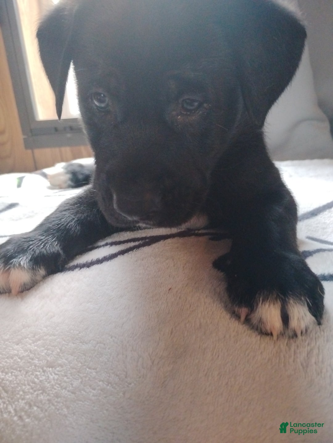 Mixed Breed dogs for sale: Pink - Ad 1