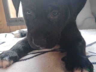 Mixed Breed dogs Pink - Ad 31