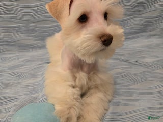 Miniature Schnauzer dogs Migo, Miniature Schnauzer Puppy Male - Ad 34