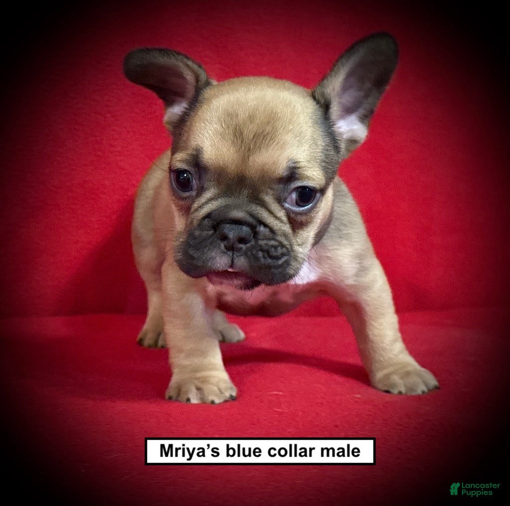 French Bulldog dogs AKC Mriya's Blue Collar Male - Ad 30