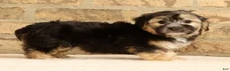 Yochon dogs for sale: Stella - Ad 5