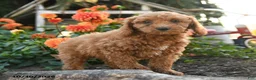 Mini Goldendoodle dogs for sale: Leon - Ad 3