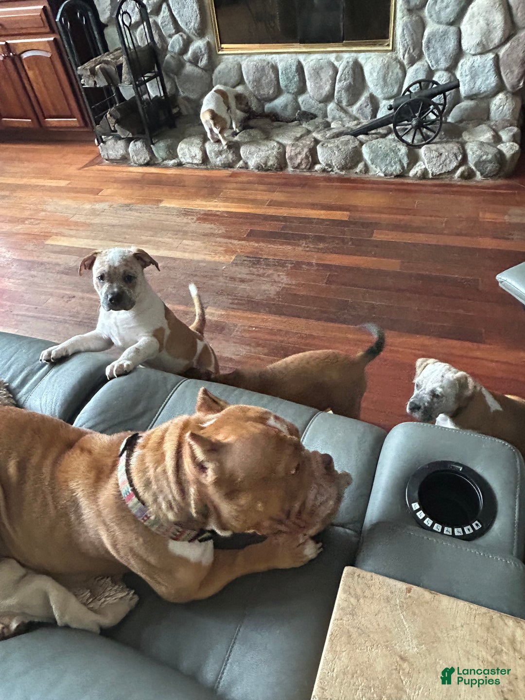 Mixed Breed dogs for sale: Mixed Breed Puppy 6 - Ad 5