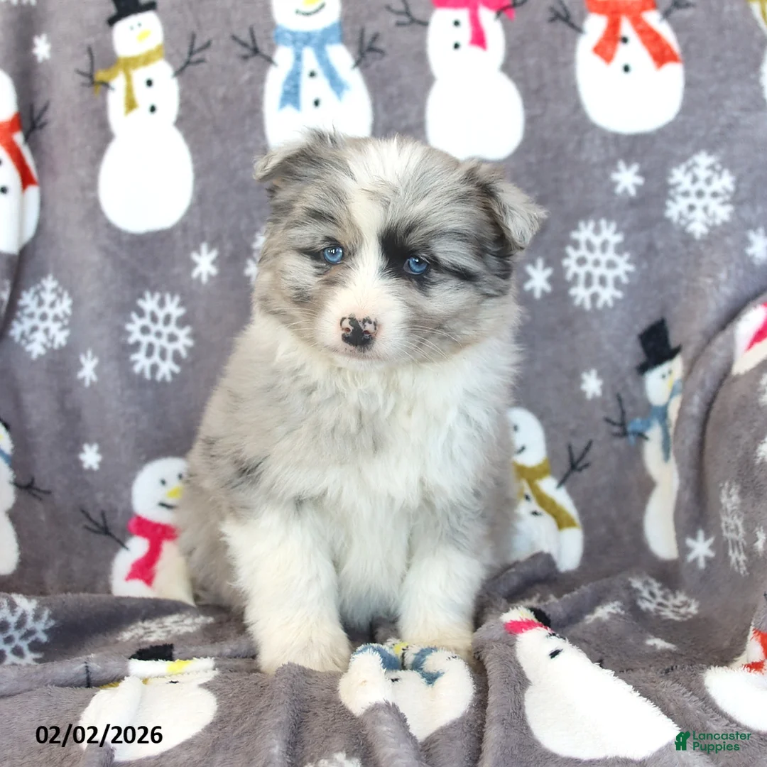 Pomsky dogs for sale: Boomer - Ad 3
