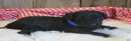 Cavapoo dogs for sale: Arthur - Ad 2