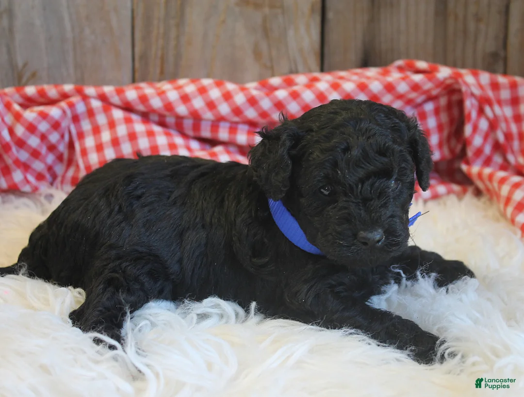 Cavapoo dogs for sale: Arthur - Ad 2