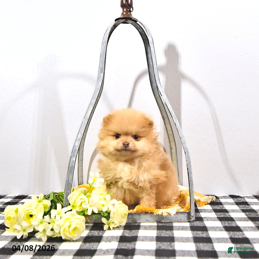 Pomeranian dogs for sale: Teddy - Ad 3