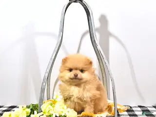 Pomeranian dogs for sale: Teddy - Ad 3