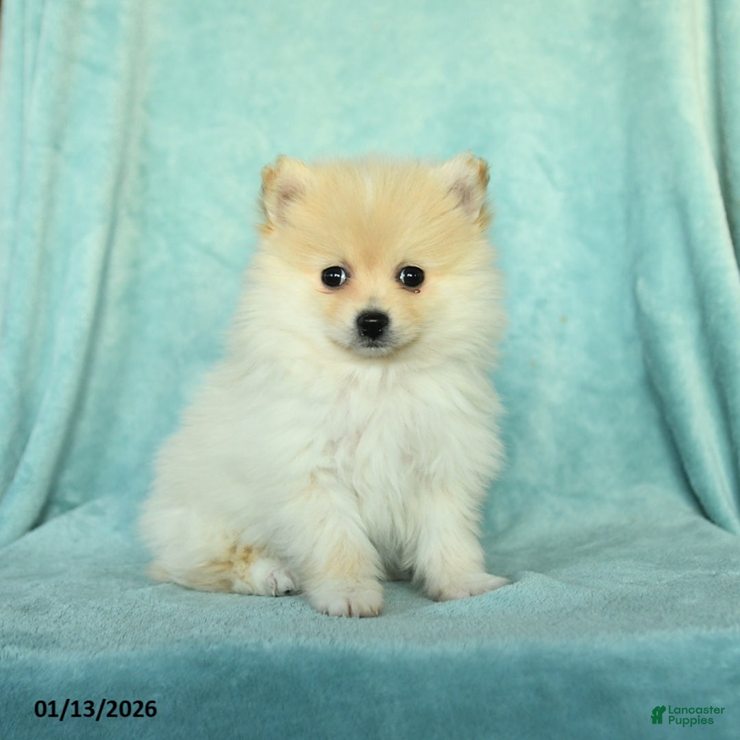 Pomeranian dogs for sale: Duncan - Ad 2