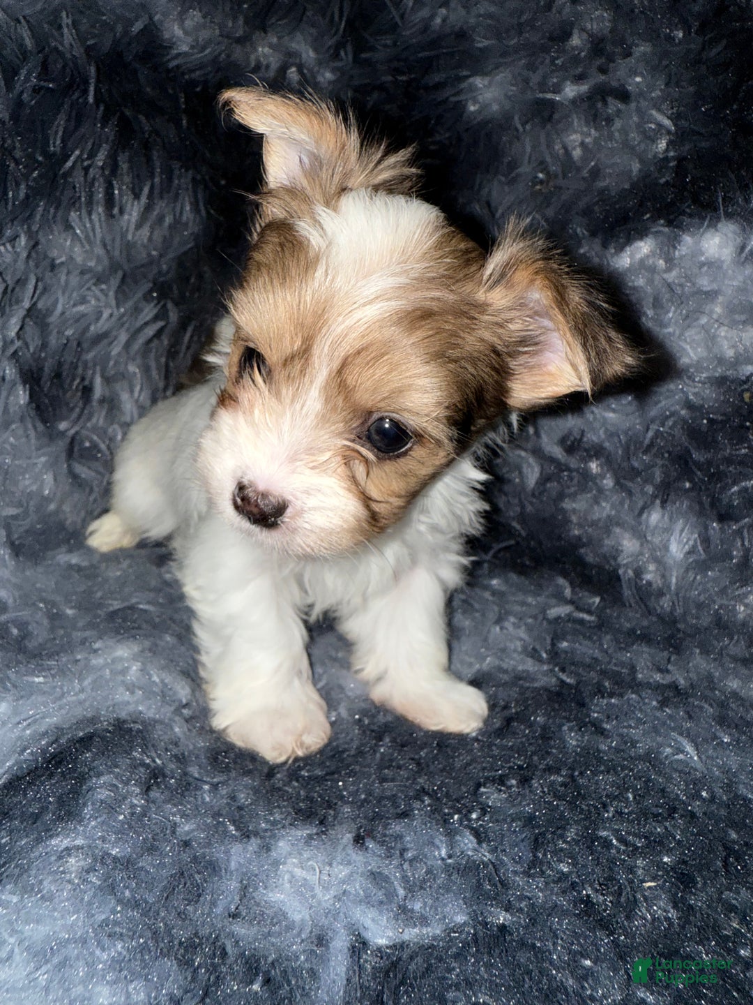 Yorkshire Terrier dogs for sale: Blaze - Ad 3