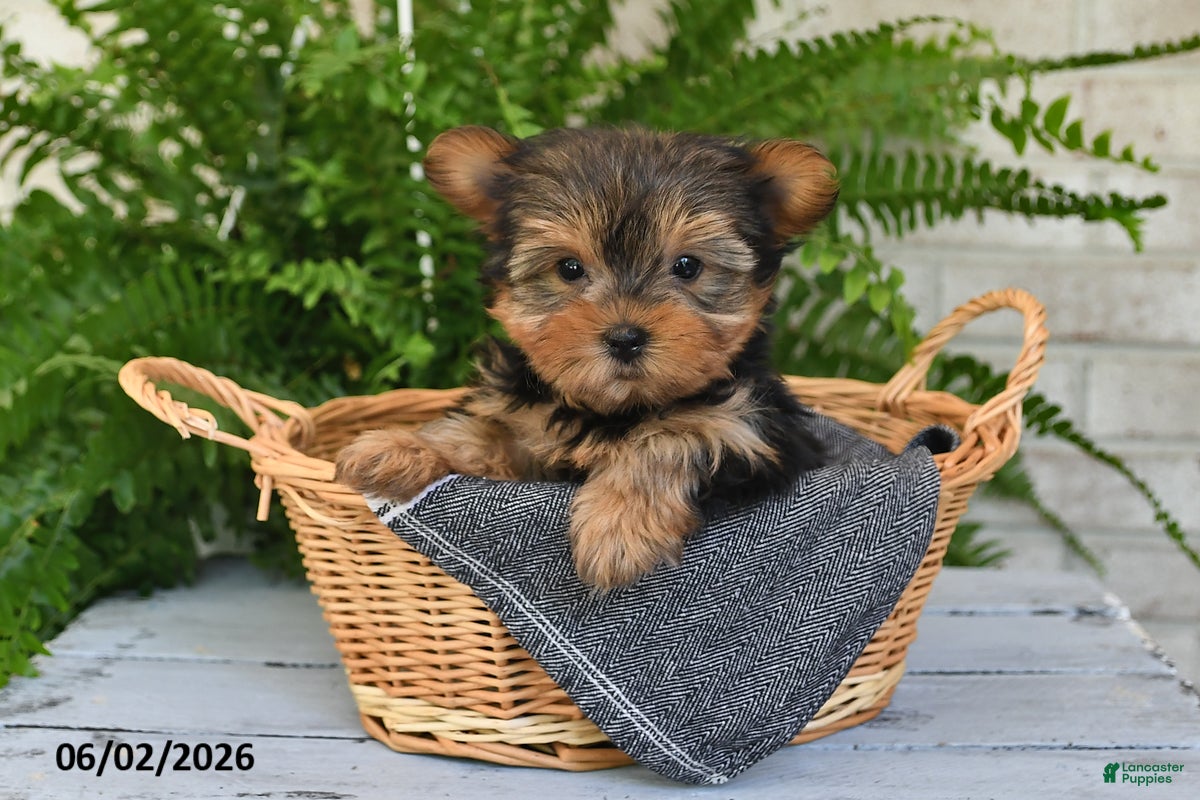 Yorkshire Terrier dogs for sale: Button - Ad 1