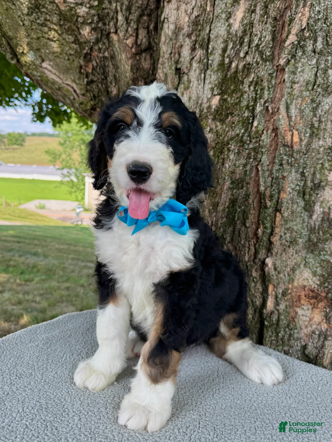 Bernedoodle dogs for sale: George  - Ad 1