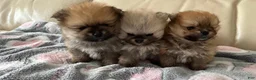 Pomeranian dogs for sale: Stacy - Ad 5
