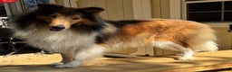 Collie dogs for sale: Tim - Ad 5