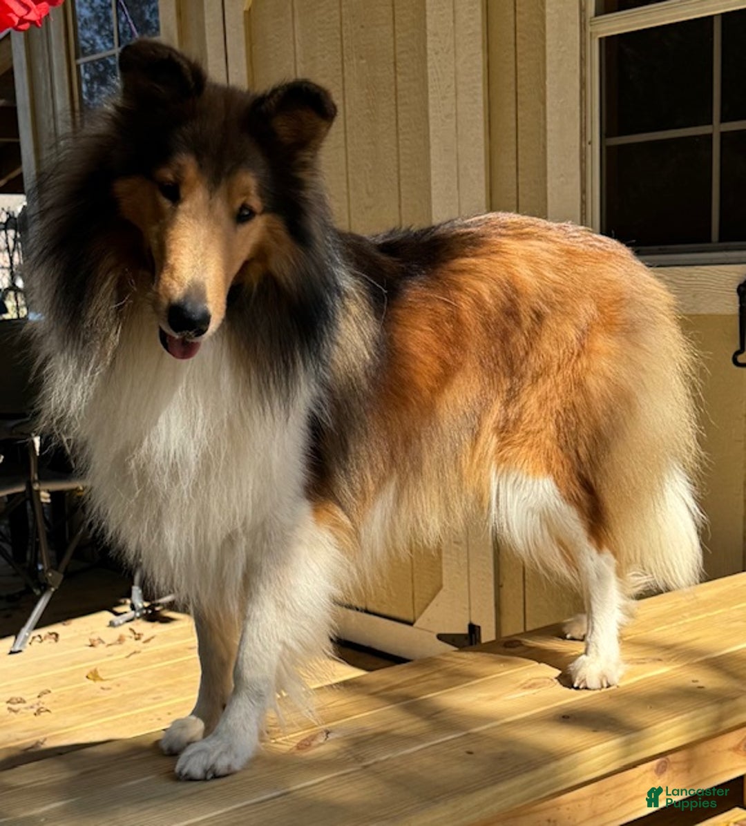 Collie dogs for sale: Tim - Ad 5