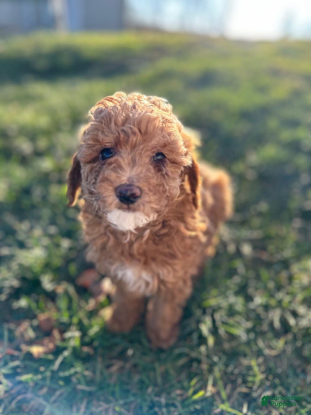 Toy Poodle dogs for sale: Blake - Ad 2