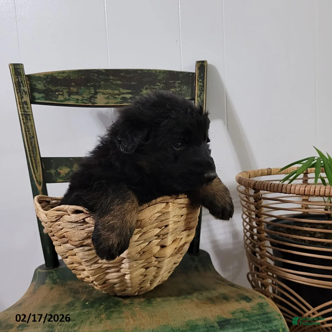 German Shepherd dogs for sale: Beauty - Ad 3