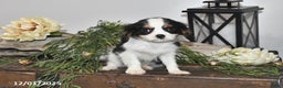 Cavalier King Charles Spaniel dogs for sale: Seth - Ad 5