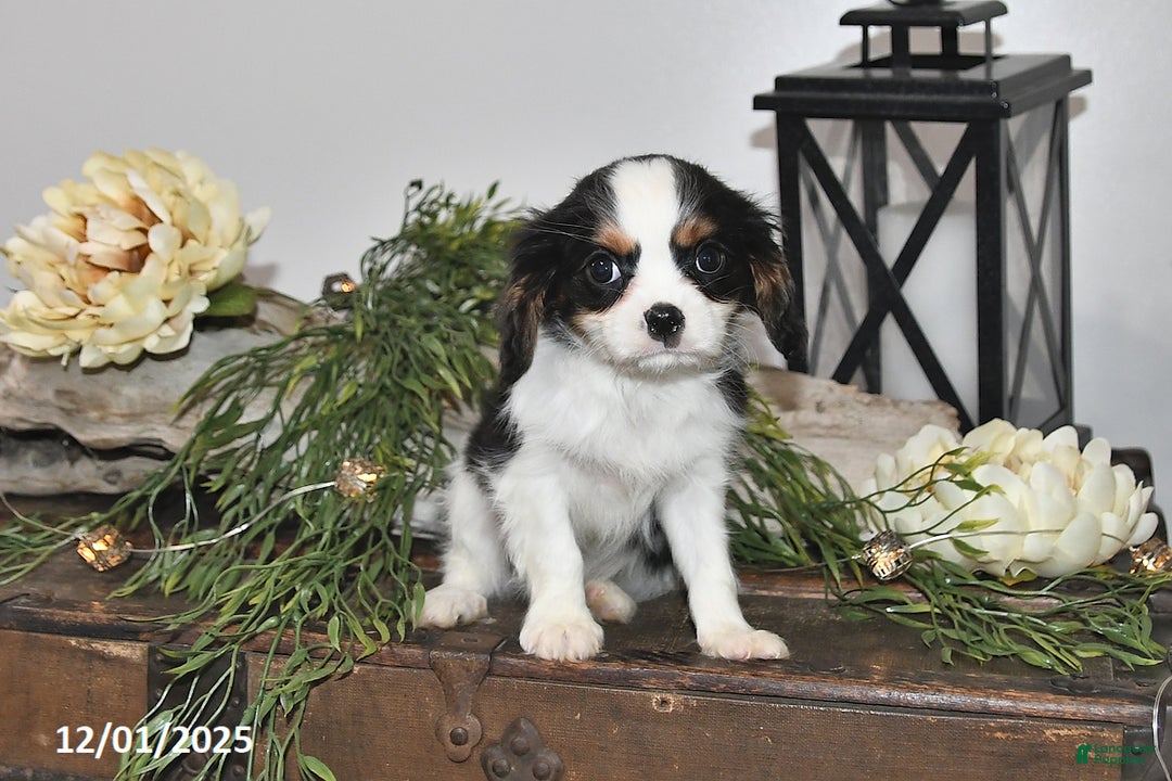 Cavalier King Charles Spaniel dogs for sale: Seth - Ad 5