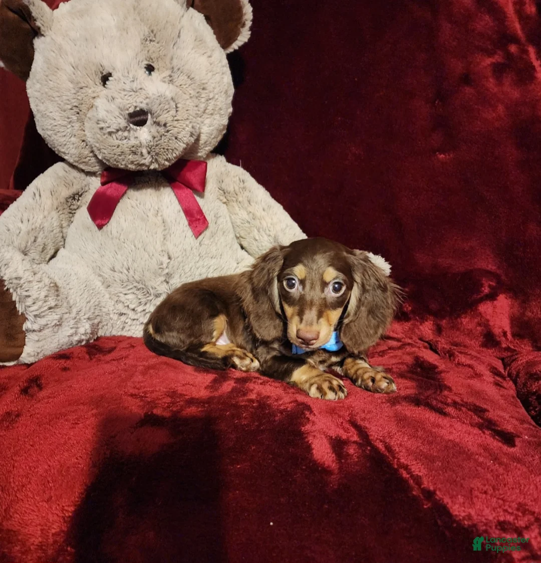 Miniature Dachshund dogs for sale: SNICKERS - Ad 10