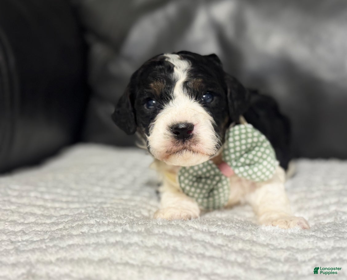 Cavapoo dogs Emmett - Ad 10