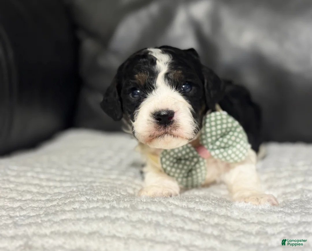 Cavapoo dogs for sale: Emmett - Ad 1