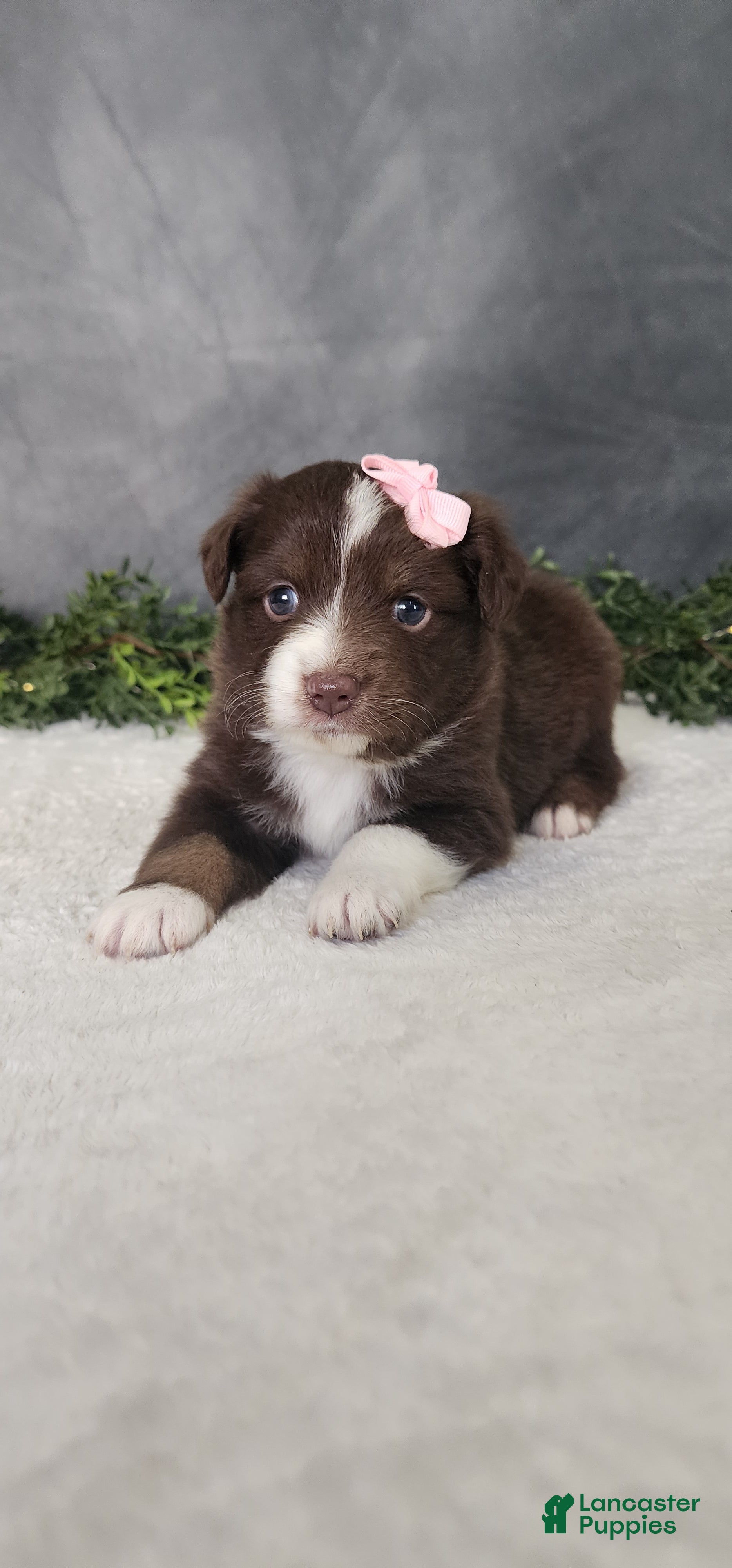 Miniature Australian Shepherd dogs Daisy  - Ad 1