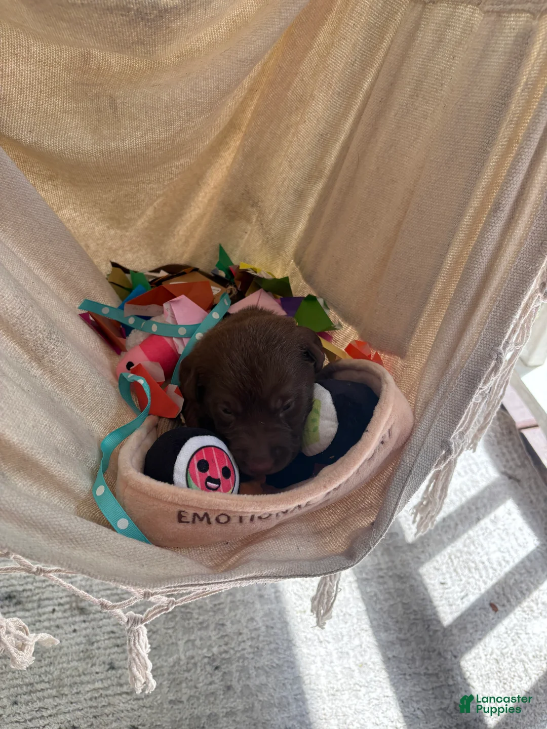 Labrador Retriever dogs for sale: Millie - Ad 2