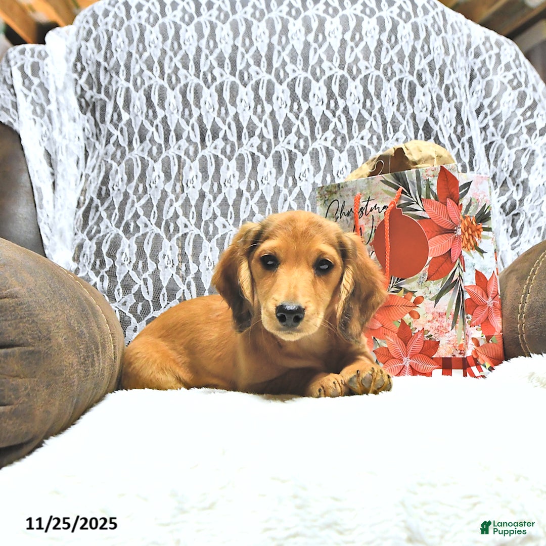 Miniature Dachshund dogs for sale: Asher - Ad 4