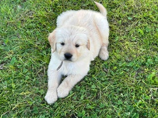 Golden Retriever dogs Rex - Ad 40