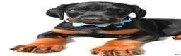 Doberman Pinscher dogs for sale: Bo - Ad 5