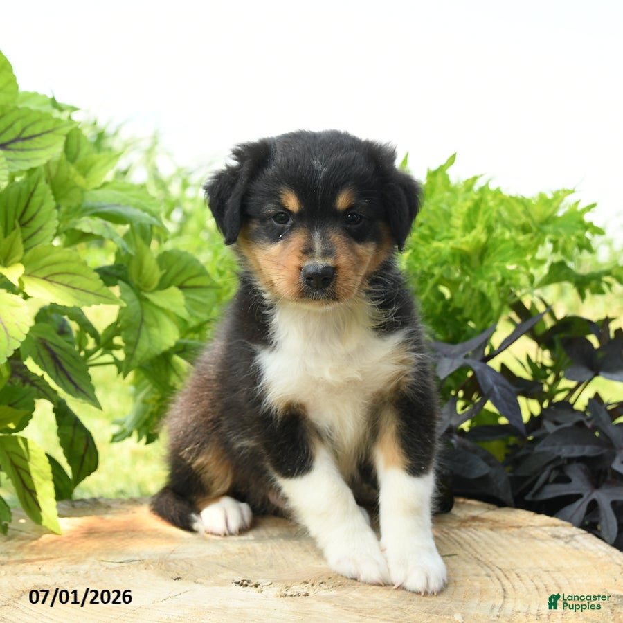 Australian Shepherd dogs Phoenix - Ad 1