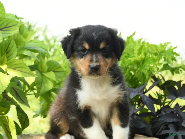 Australian Shepherd dogs for sale: Phoenix - Ad 1