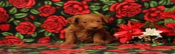 Mini Goldendoodle dogs for sale: Casper - Ad 3