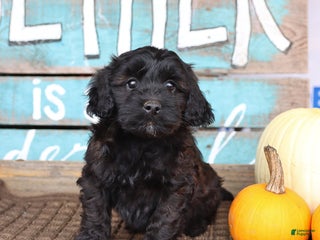 Mixed Breed dogs - Ad 41