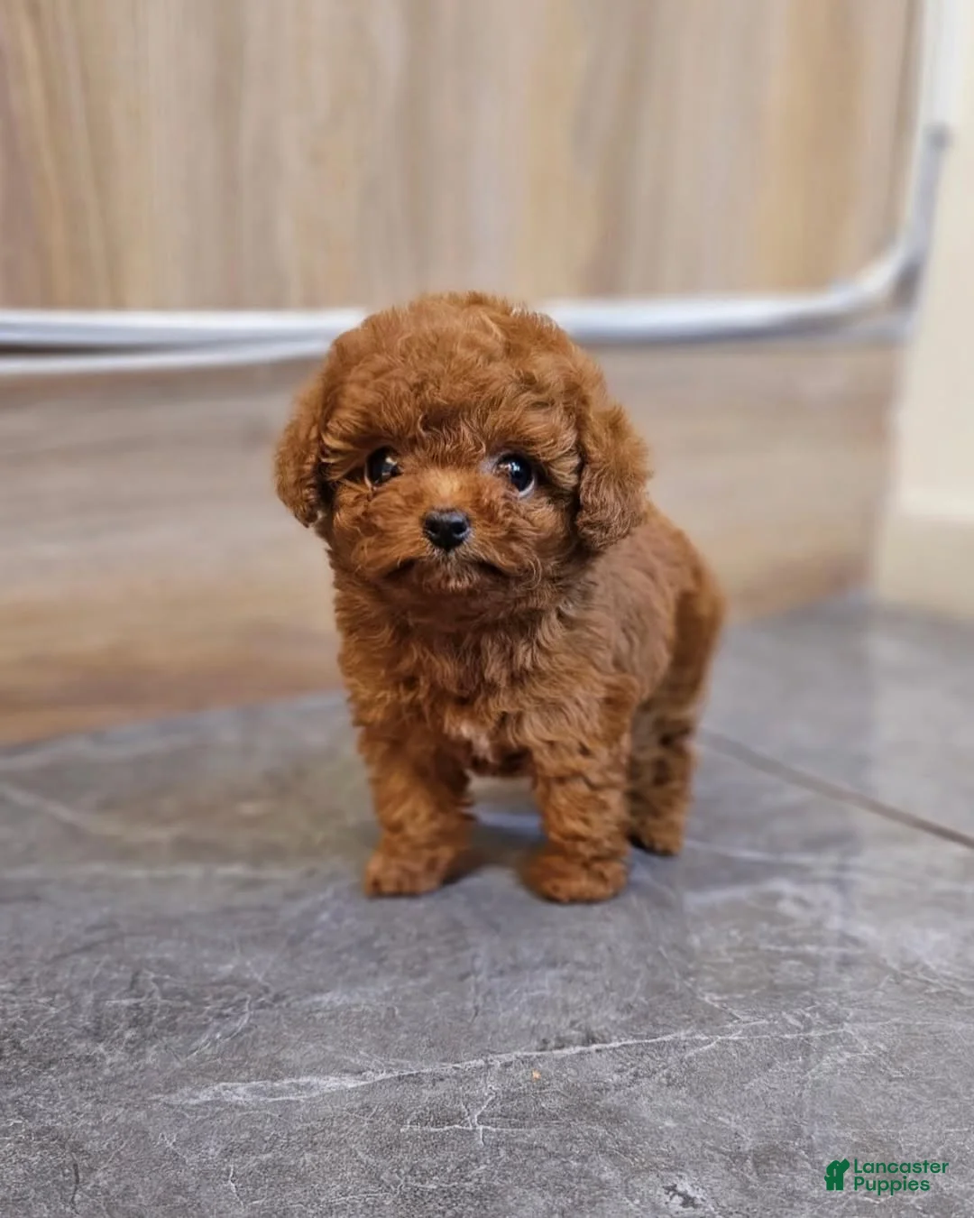 Toy Poodle dogs for sale: Kim - Ad 1