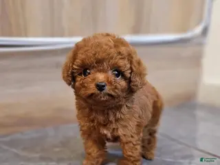 Toy Poodle dogs Kim - Ad 13