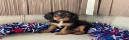 Cavalier King Charles Spaniel dogs for sale: Harmony Cavalier King Charles Spaniel  - Ad 5