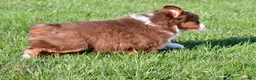 Miniature Australian Shepherd dogs for sale: Alex - Ad 4