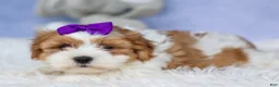 Teddy Bear dogs for sale: TRIXIE - Ad 10